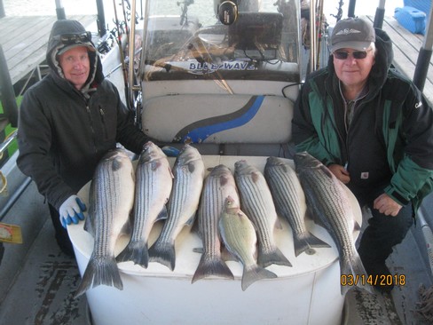 Nice Striped Bass